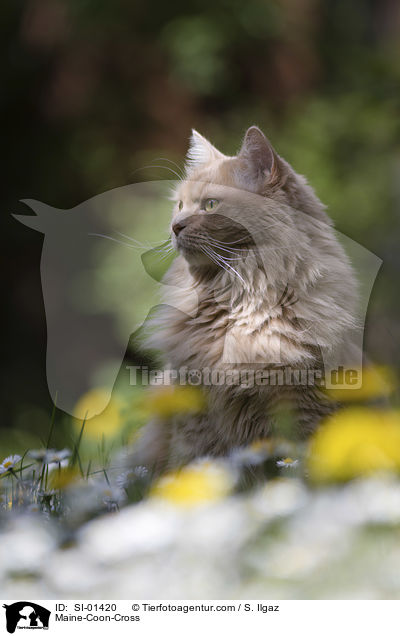 Maine-Coon-Mix / Maine-Coon-Cross / SI-01420