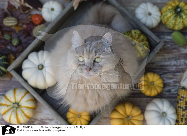 Katze in Holzkiste mit Krbissen / Cat in wooden box with pumpkins / SI-01435