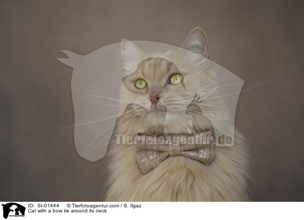 Katze mit Fliege um den Hals / Cat with a bow tie around its neck / SI-01444