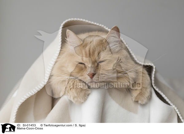 Maine-Coon-Mix / Maine-Coon-Cross / SI-01453