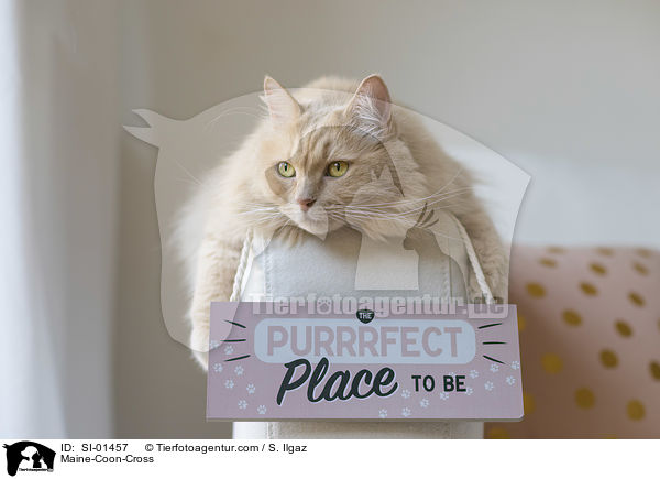 Maine-Coon-Mix / Maine-Coon-Cross / SI-01457