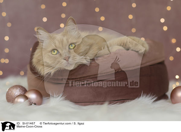 Maine-Coon-Mix / Maine-Coon-Cross / SI-01467