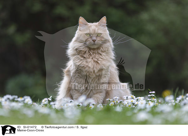 Maine-Coon-Mix / Maine-Coon-Cross / SI-01472