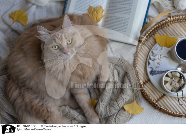 liegender Maine-Coon-Mischling / lying Maine-Coon-Cross / SI-01656