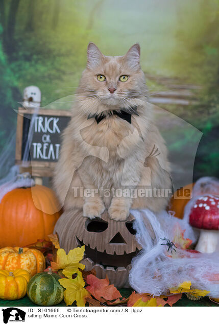 sitzender Maine-Coon-Mischling / sitting Maine-Coon-Cross / SI-01666