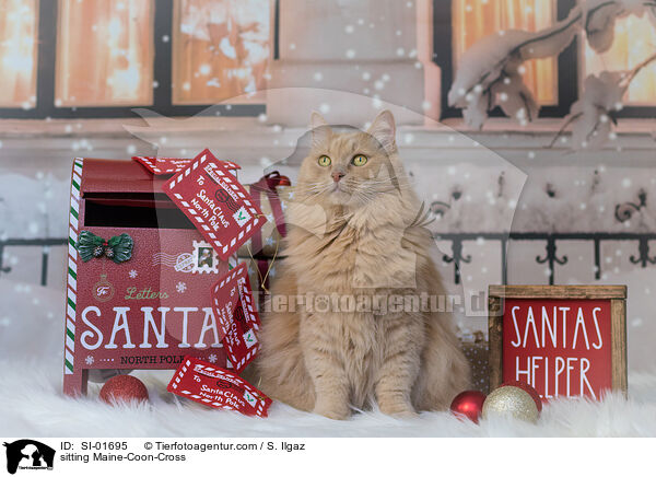 sitzender Maine-Coon-Mischling / sitting Maine-Coon-Cross / SI-01695