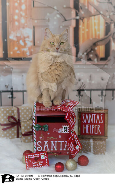 sitzender Maine-Coon-Mischling / sitting Maine-Coon-Cross / SI-01696