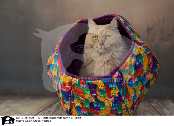 Maine-Coon-Mischling Portrait / Maine-Coon-Cross Portrait / SI-01699