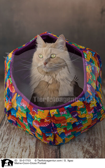 Maine-Coon-Mischling Portrait / Maine-Coon-Cross Portrait / SI-01703