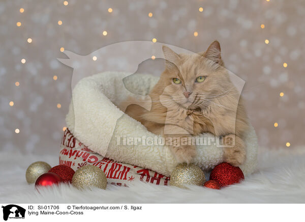 liegender Maine-Coon-Mischling / lying Maine-Coon-Cross / SI-01706