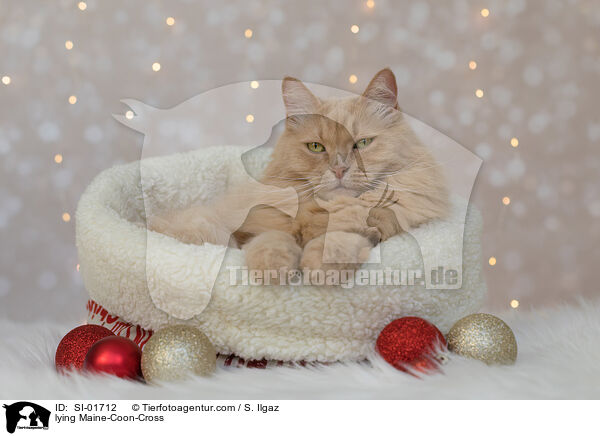 liegender Maine-Coon-Mischling / lying Maine-Coon-Cross / SI-01712