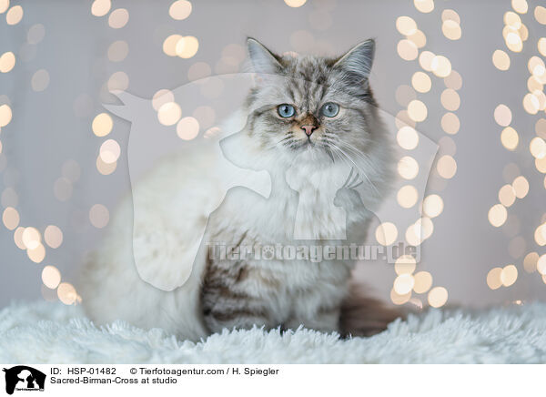 Heilige-Birma-Mischling im Studio / Sacred-Birman-Cross at studio / HSP-01482