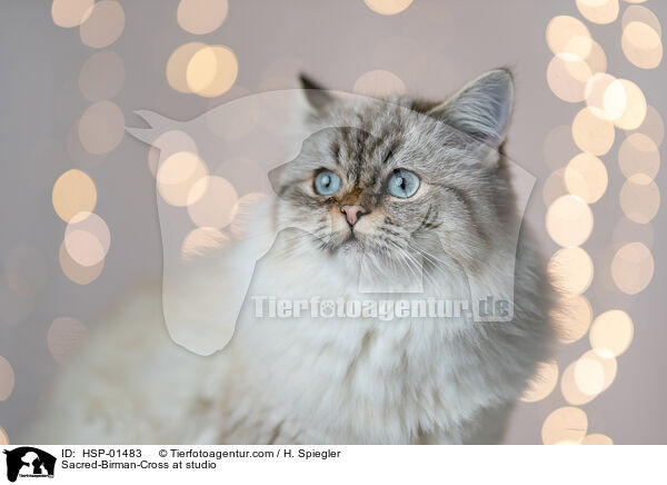 Heilige-Birma-Mischling im Studio / Sacred-Birman-Cross at studio / HSP-01483