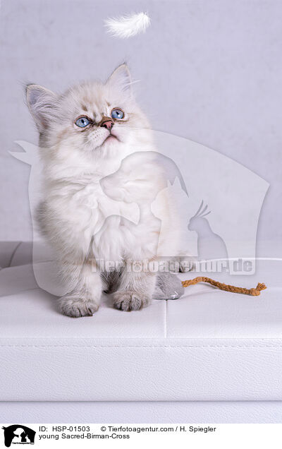 junger Heilige-Birma-Mischling / young Sacred-Birman-Cross / HSP-01503