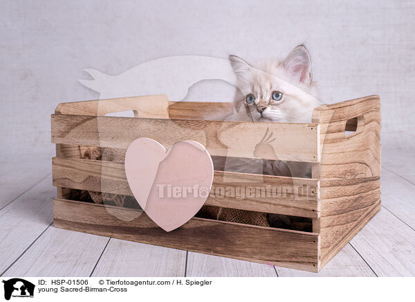 junger Heilige-Birma-Mischling / young Sacred-Birman-Cross / HSP-01506