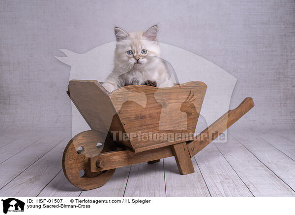 junger Heilige-Birma-Mischling / young Sacred-Birman-Cross / HSP-01507