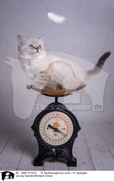 junger Heilige-Birma-Mischling / young Sacred-Birman-Cross / HSP-01510