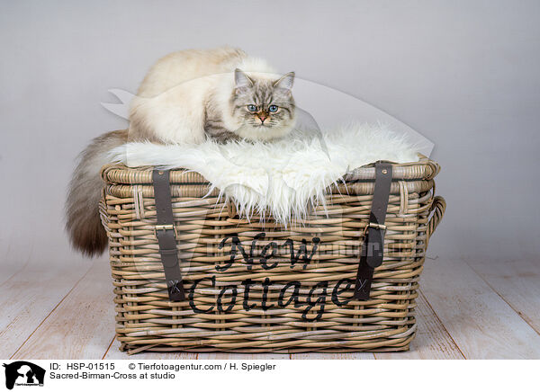 Heilige-Birma-Mischling im Studio / Sacred-Birman-Cross at studio / HSP-01515