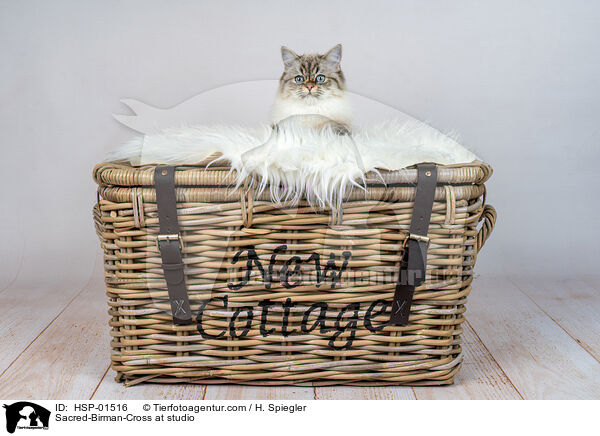 Heilige-Birma-Mischling im Studio / Sacred-Birman-Cross at studio / HSP-01516