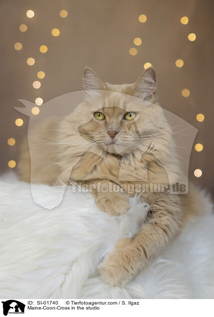Maine-Coon-Mischling im Studio / Maine-Coon-Cross in the studio / SI-01740