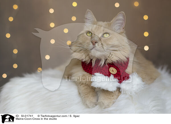 Maine-Coon-Mischling im Studio / Maine-Coon-Cross in the studio / SI-01741