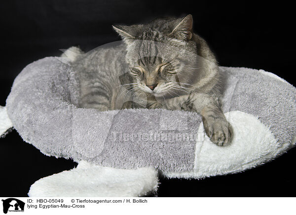 liegende gyptische-Mau-Mix / lying Egyptian-Mau-Cross / HBO-05049