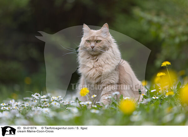 cremefarbener Maine-Coon-Mischling / cream Maine-Coon-Cross / SI-01874