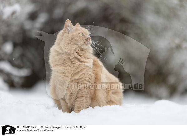 cremefarbener Maine-Coon-Mischling / cream Maine-Coon-Cross / SI-01877