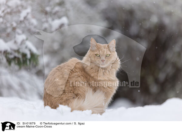 cremefarbener Maine-Coon-Mischling / cream Maine-Coon-Cross / SI-01879
