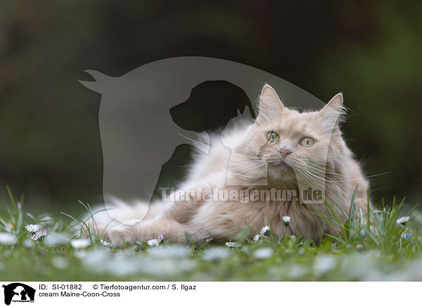 cremefarbener Maine-Coon-Mischling / cream Maine-Coon-Cross / SI-01882