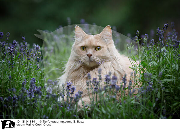 cremefarbener Maine-Coon-Mischling / cream Maine-Coon-Cross / SI-01884