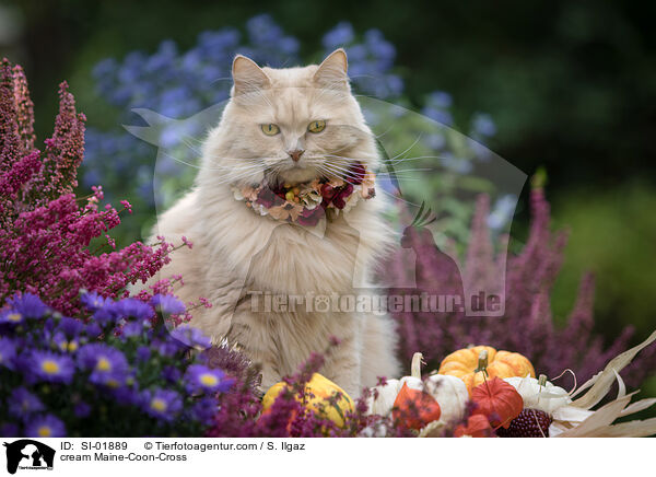 cremefarbener Maine-Coon-Mischling / cream Maine-Coon-Cross / SI-01889