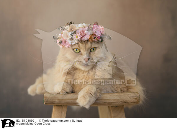 cremefarbener Maine-Coon-Mischling / cream Maine-Coon-Cross / SI-01892