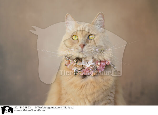 cremefarbener Maine-Coon-Mischling / cream Maine-Coon-Cross / SI-01893