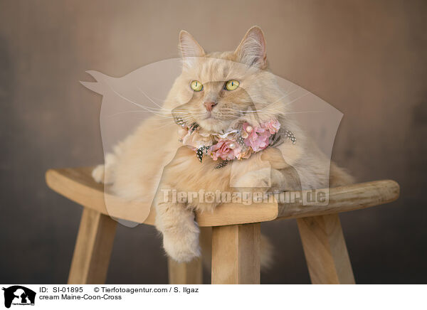cremefarbener Maine-Coon-Mischling / cream Maine-Coon-Cross / SI-01895