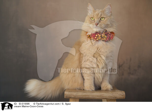 cremefarbener Maine-Coon-Mischling / cream Maine-Coon-Cross / SI-01896