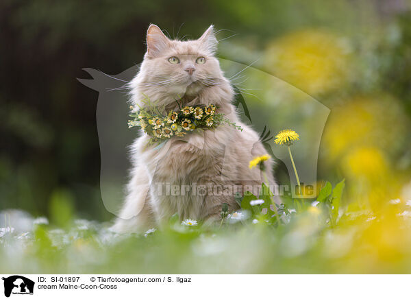 cremefarbener Maine-Coon-Mischling / cream Maine-Coon-Cross / SI-01897