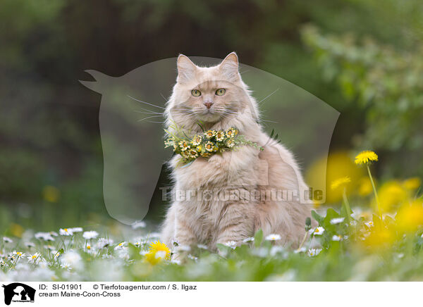 cremefarbener Maine-Coon-Mischling / cream Maine-Coon-Cross / SI-01901