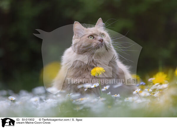 cremefarbener Maine-Coon-Mischling / cream Maine-Coon-Cross / SI-01902