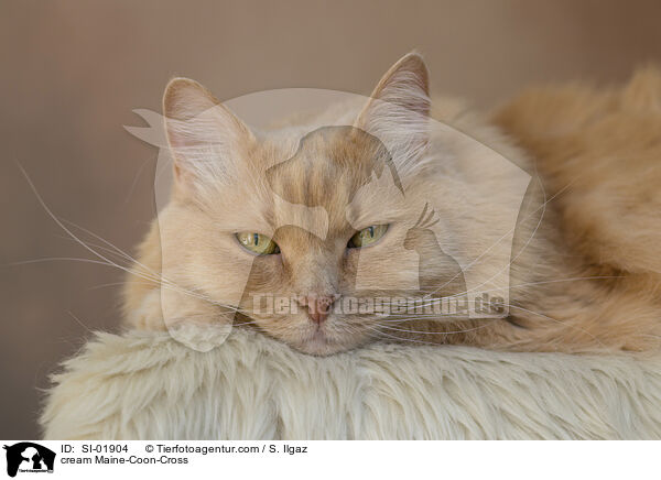 cremefarbener Maine-Coon-Mischling / cream Maine-Coon-Cross / SI-01904