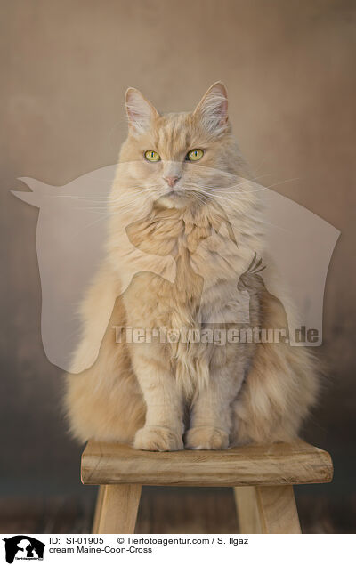 cremefarbener Maine-Coon-Mischling / cream Maine-Coon-Cross / SI-01905