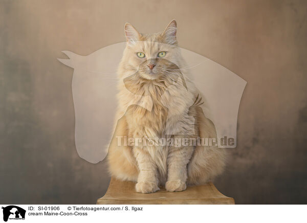 cremefarbener Maine-Coon-Mischling / cream Maine-Coon-Cross / SI-01906