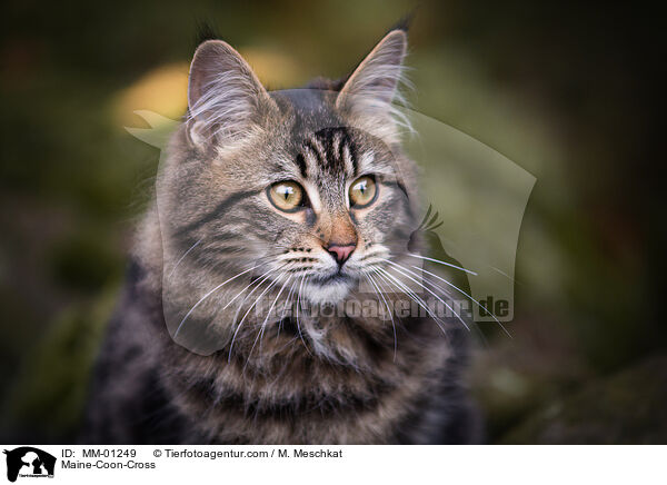 Maine-Coon-Mischling / Maine-Coon-Cross / MM-01249