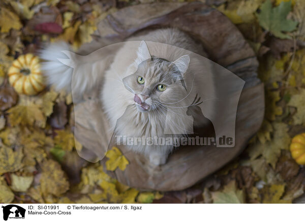 Maine-Coon-Mischling / Maine-Coon-Cross / SI-01991