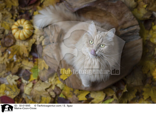 Maine-Coon-Mischling / Maine-Coon-Cross / SI-01995