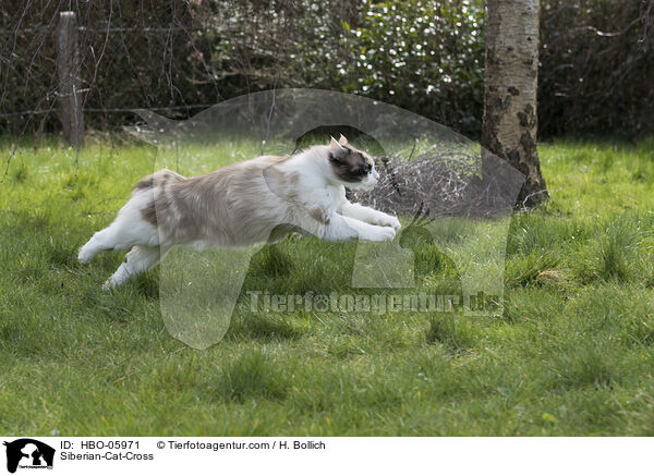 Sibirische-Katze-Mischling / Siberian-Cat-Cross / HBO-05971