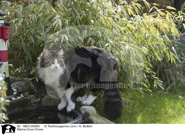 Maine-Coon-Mischling / Maine-Coon-Cross / HBO-05980