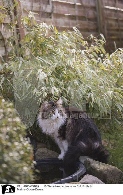 Maine-Coon-Mischling / Maine-Coon-Cross / HBO-05982