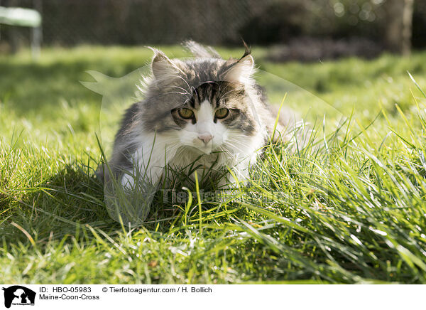Maine-Coon-Mischling / Maine-Coon-Cross / HBO-05983