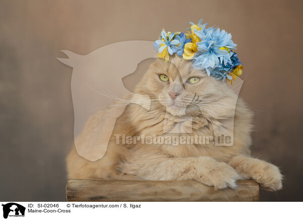 Maine-Coon-Mischling / Maine-Coon-Cross / SI-02046